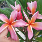 Plumeria " Pink Ribbon "