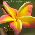 Plumeria " Pink sunset "