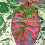 Plumeria " Ploy Chom Phu "