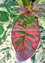 Plumeria " Ploy Chom Phu "