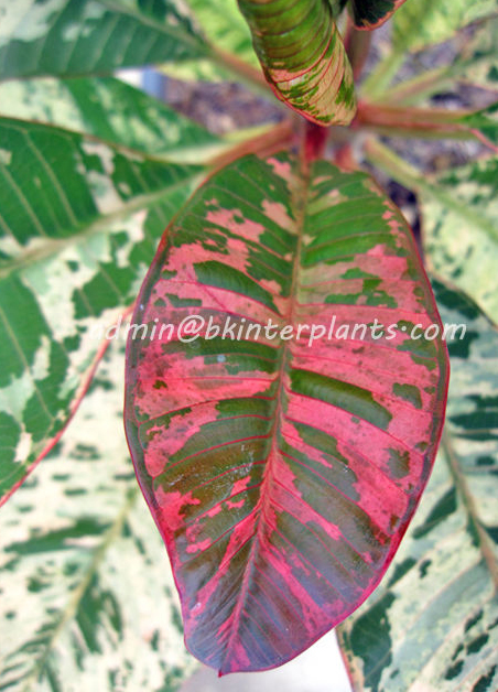 ploy_chom_phu.jpg Plumeria " Ploy Chom Phu " - Image 1