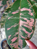 Plumeria " Ploy Chom Phu " - Image 5