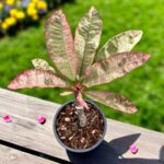 Plumeria Siam Red Ruby Variegated