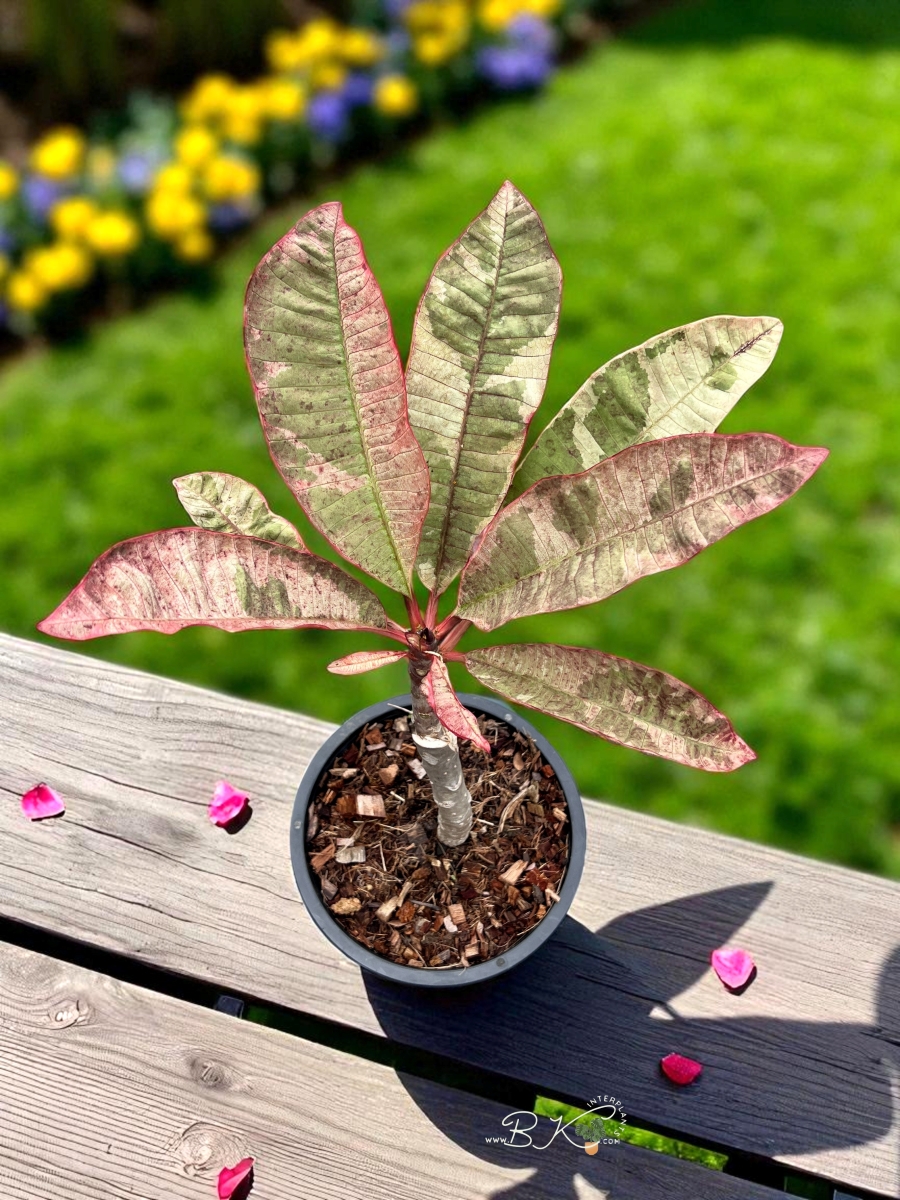 plumeria-siam-red-variegated02.jpg Plumeria Siam Red Ruby Variegated - Image 1