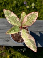 Plumeria Siam Red Ruby Variegated - Image 5