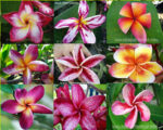 500 Seeds " Plumeria Mixed Seeds "
