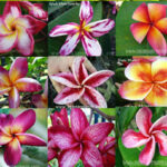 500 Seeds " Plumeria Mixed Seeds "