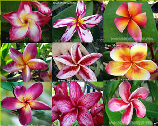 plumeria_seed_2.jpg 1000 Seeds " Plumeria Mixed Seeds " - Image 1