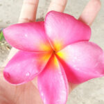 Plumeria " Prince Charrot "