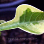 Plumeria " Pudica Variegated "