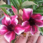 Adenium " Purple Daimond Ring "