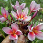Plumeria " Violet Star "