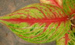 AGLAONEMA " Rich Millionaire " - Image 2