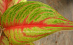 AGLAONEMA " Rich Millionaire " - Image 4