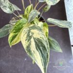 Emeral Queen Marble Aurea Philodendron