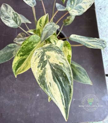 Philodendron Emerald Queen Variegated Rare Plant Thailand.Exotic Variegated Plants