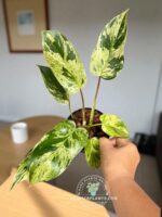 Emeral Queen Marble Aurea Philodendron - Image 3