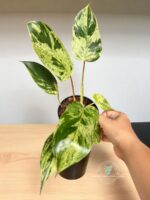 Emeral Queen Marble Aurea Philodendron - Image 4