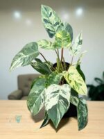 Emeral Queen Marble Aurea Philodendron - Image 2
