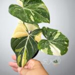 Philodendron Albo Gloriosum Tricolor Variegated