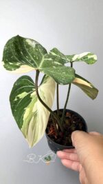 Philodendron Albo Gloriosum Tricolor Variegated - Image 3