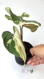 Philodendron Albo Gloriosum Tricolor Variegated - Image 2
