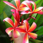 Plumeria " Raya Orange "