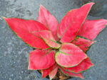 AGLAONEMA " Red Zircon " - Image 2