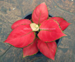 AGLAONEMA " Red Zircon " - Image 3