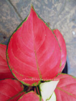 AGLAONEMA " Red Zircon " - Image 4