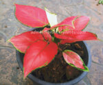 AGLAONEMA " Red Zircon " - Image 5