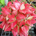 AGLAONEMA " Red Zircon "