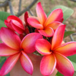 Plumeria " Reach Orange "
