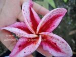 Plumeria " Granny Rolong " - Image 2