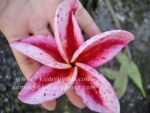 Plumeria " Granny Rolong " - Image 3