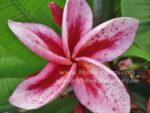 Plumeria " Granny Rolong "