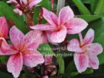 Plumeria " Granny Rolong " - Image 4
