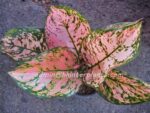 AGLAONEMA " Valentine " - Image 2