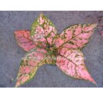 AGLAONEMA " Valentine "