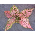 AGLAONEMA " Valentine "