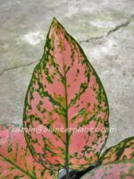 AGLAONEMA " Valentine " - Image 4