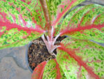 AGLAONEMA " Nakornkaenkan "