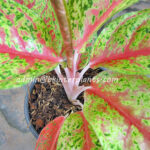 AGLAONEMA " Nakornkaenkan "