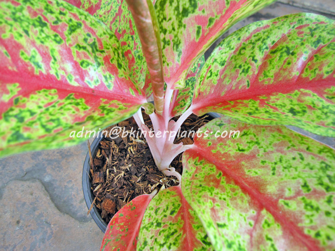 recoverd_jpg_file_14128_.jpg AGLAONEMA " Nakornkaenkan " - Image 1