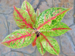 AGLAONEMA " Nakornkaenkan " - Image 2