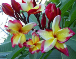 Plumeria " Red Angle " - Image 2