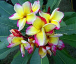 Plumeria " Red Angle "