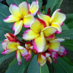 Plumeria " Red Angle "