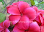 Plumeria " Red King "