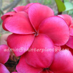 Plumeria " Red King "